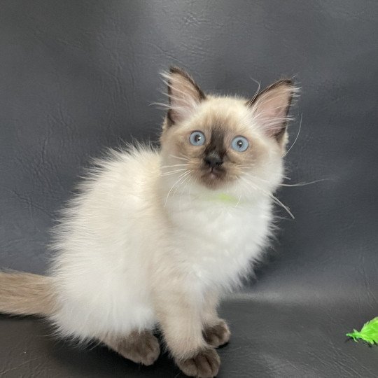 chaton Ragdoll seal point Seccotine Les Ragdolls de la Croisette