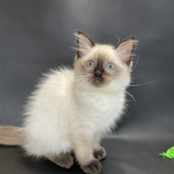chaton Ragdoll seal point Seccotine Les Ragdolls de la Croisette chaton Ragdoll seal point Seccotine Les Ragdolls de la Croisette