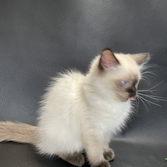 chaton Ragdoll seal point Seccotine Les Ragdolls de la Croisette