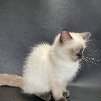 chaton Ragdoll seal point Seccotine Les Ragdolls de la Croisette chaton Ragdoll seal point Seccotine Les Ragdolls de la Croisette