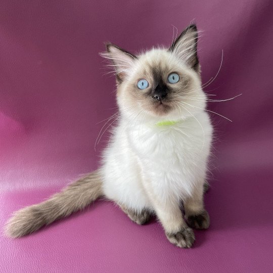 chaton Ragdoll seal point Seccotine Les Ragdolls de la Croisette