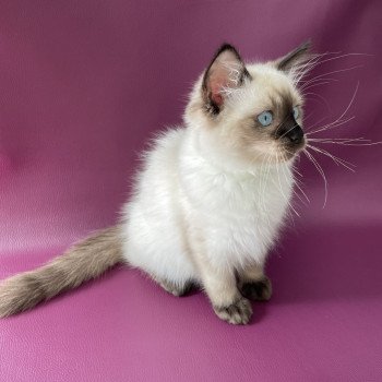 chaton Ragdoll seal point Seccotine Les Ragdolls de la Croisette