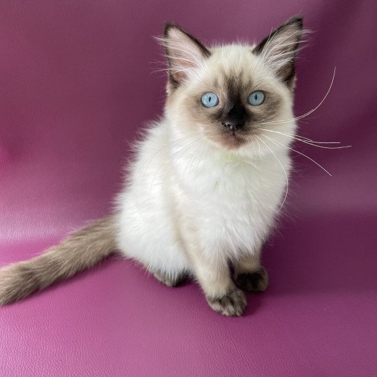 chaton Ragdoll seal point Seccotine Les Ragdolls de la Croisette