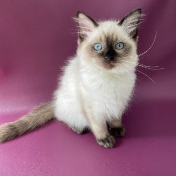 chaton Ragdoll seal point Seccotine Les Ragdolls de la Croisette