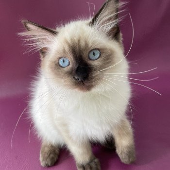 chaton Ragdoll seal point Seccotine Les Ragdolls de la Croisette