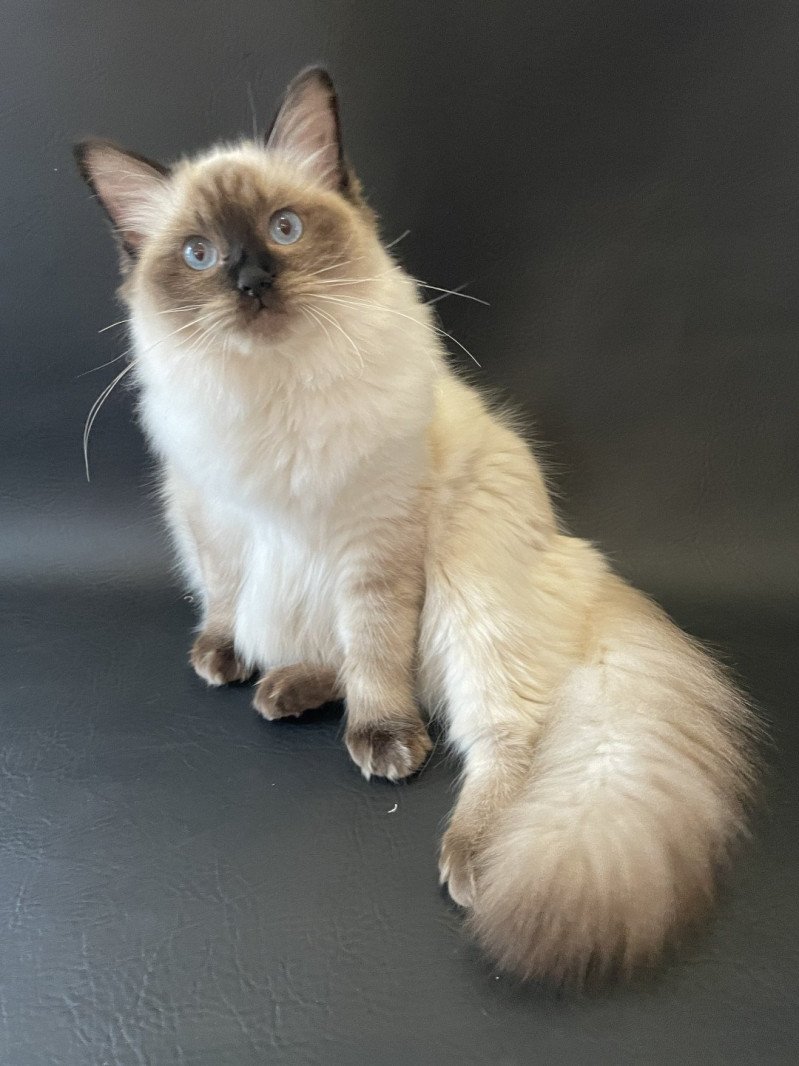 Seccotine De La Croisette Femelle Ragdoll