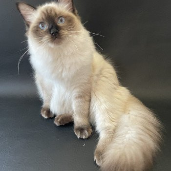 Seccotine De La Croisette Femelle Ragdoll