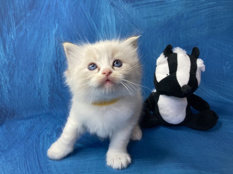 Suki De La Croisette Mâle Ragdoll