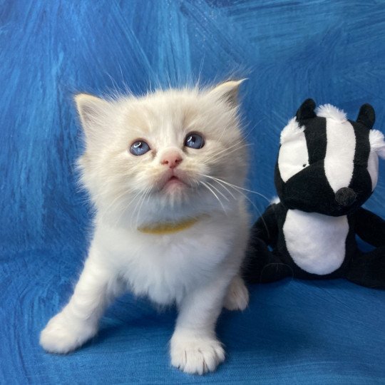 chaton Ragdoll Jaune Les Ragdolls de la Croisette