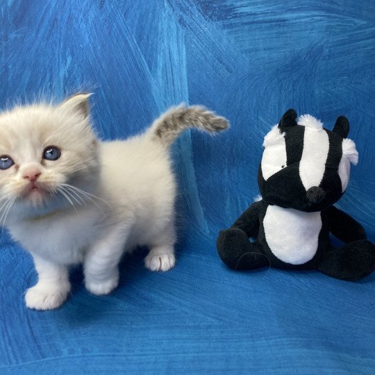 chaton Ragdoll Jaune Les Ragdolls de la Croisette