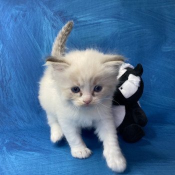 chaton Ragdoll Jaune Les Ragdolls de la Croisette