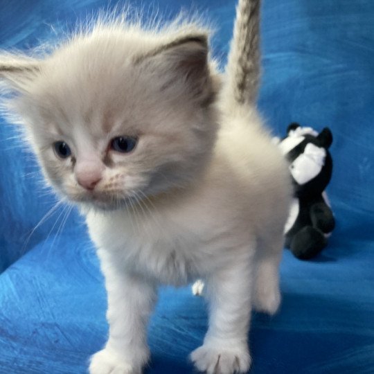 chaton Ragdoll Jaune Les Ragdolls de la Croisette