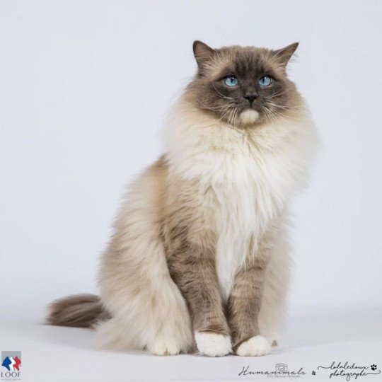 chat Ragdoll Jockey Les Ragdolls de la Croisette