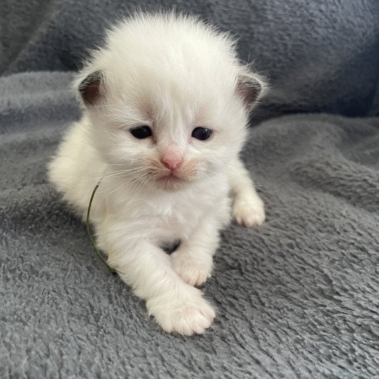 chaton Ragdoll Kaki Les Ragdolls de la Croisette