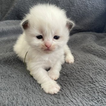 chaton Ragdoll Kaki Les Ragdolls de la Croisette chaton Ragdoll Kaki Les Ragdolls de la Croisette