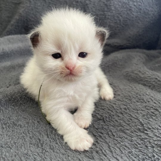 chaton Ragdoll Kaki Les Ragdolls de la Croisette