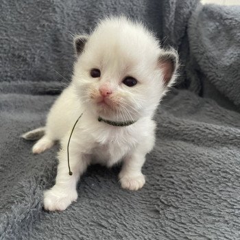 chaton Ragdoll Kaki Les Ragdolls de la Croisette chaton Ragdoll Kaki Les Ragdolls de la Croisette