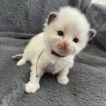 chaton Ragdoll Kaki Les Ragdolls de la Croisette chaton Ragdoll Kaki Les Ragdolls de la Croisette