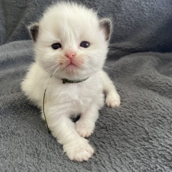 chaton Ragdoll Kaki Les Ragdolls de la Croisette chaton Ragdoll Kaki Les Ragdolls de la Croisette