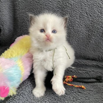 chaton Ragdoll seal point bicolor Kaki Les Ragdolls de la Croisette chaton Ragdoll seal point bicolor Kaki Les Ragdolls de la Croisette