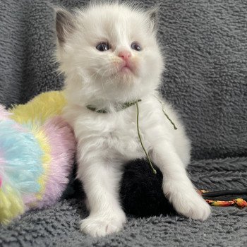 chaton Ragdoll seal point bicolor Kaki Les Ragdolls de la Croisette chaton Ragdoll seal point bicolor Kaki Les Ragdolls de la Croisette