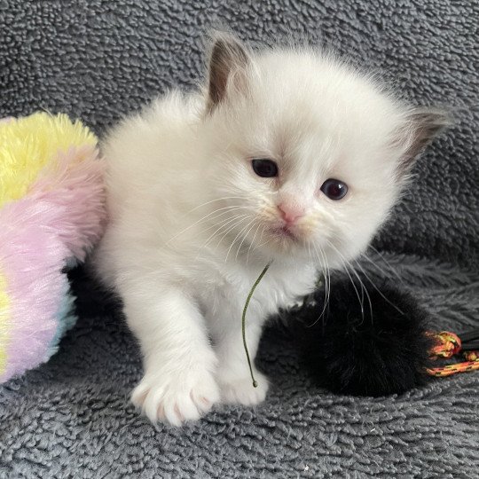 chaton Ragdoll seal point bicolor Kaki Les Ragdolls de la Croisette