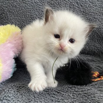 chaton Ragdoll seal point bicolor Kaki Les Ragdolls de la Croisette chaton Ragdoll seal point bicolor Kaki Les Ragdolls de la Croisette