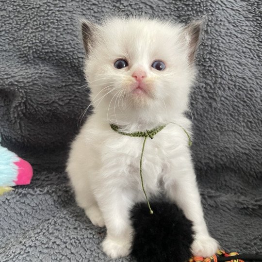chaton Ragdoll seal point bicolor Kaki Les Ragdolls de la Croisette