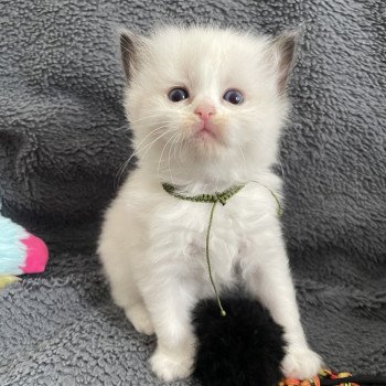 chaton Ragdoll seal point bicolor Kaki Les Ragdolls de la Croisette chaton Ragdoll seal point bicolor Kaki Les Ragdolls de la Croisette