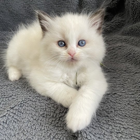 chaton Ragdoll seal point bicolor Kaki Les Ragdolls de la Croisette