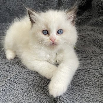 chaton Ragdoll seal point bicolor Kaki Les Ragdolls de la Croisette