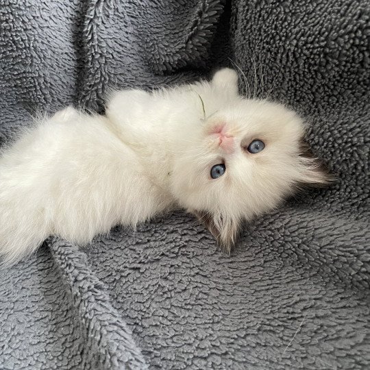 chaton Ragdoll seal point bicolor Kaki Les Ragdolls de la Croisette