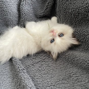 chaton Ragdoll seal point bicolor Kaki Les Ragdolls de la Croisette