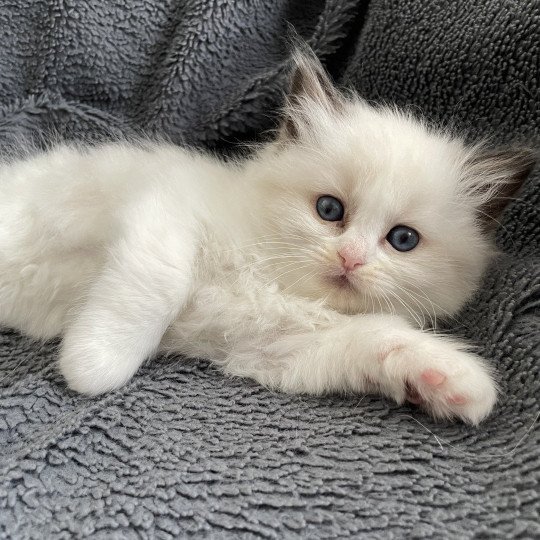 chaton Ragdoll seal point bicolor Kaki Les Ragdolls de la Croisette