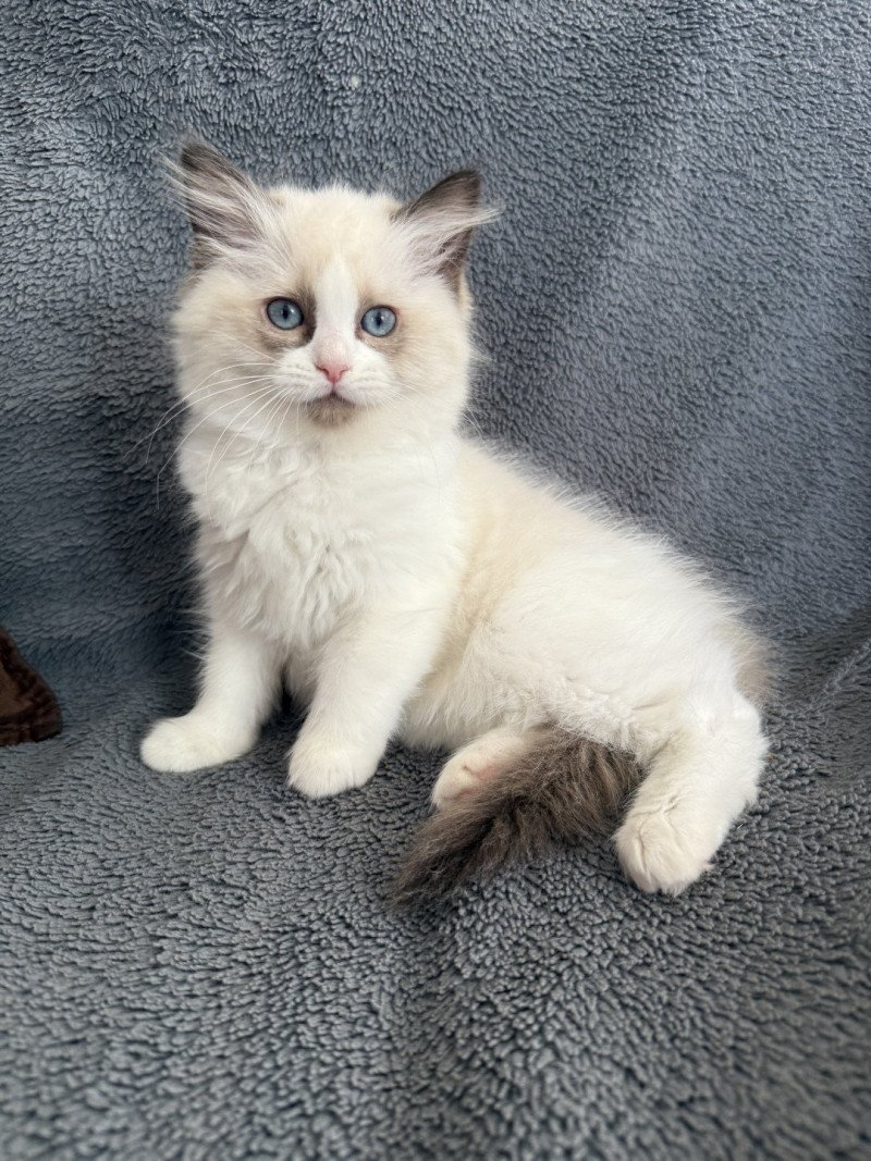 Alba-Azalée De La Croisette Femelle Ragdoll