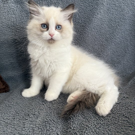 Alba-Azalée kaki De La Croisette Femelle Ragdoll