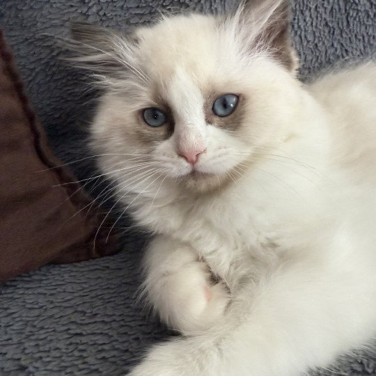 chaton Ragdoll seal point bicolor Alba-Azalée kaki Les Ragdolls de la Croisette