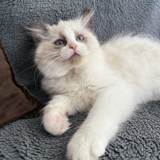 chaton Ragdoll seal point bicolor Alba-Azalée kaki Les Ragdolls de la Croisette