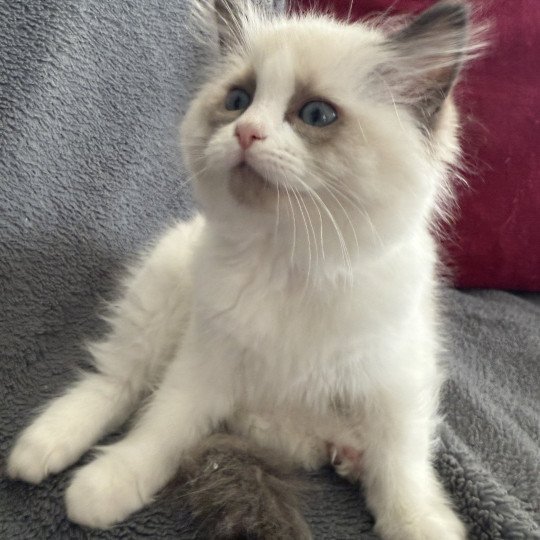 chaton Ragdoll seal point bicolor Alba-Azalée kaki Les Ragdolls de la Croisette
