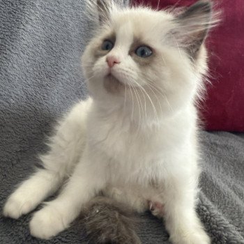 chaton Ragdoll seal point bicolor Alba-Azalée kaki Les Ragdolls de la Croisette