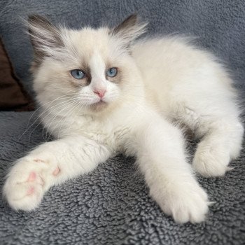 chaton Ragdoll seal point bicolor Alba-Azalée kaki Les Ragdolls de la Croisette