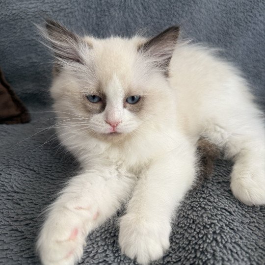 chaton Ragdoll seal point bicolor Alba-Azalée kaki Les Ragdolls de la Croisette