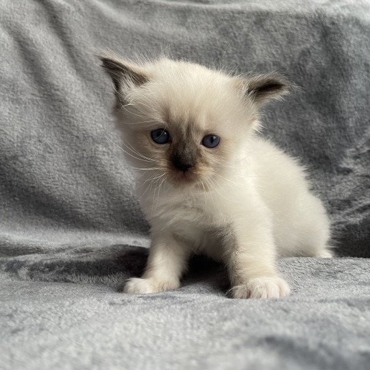 chaton Ragdoll seal point mitted marron Les Ragdolls de la Croisette