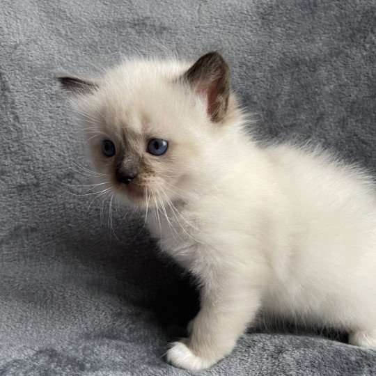 chaton Ragdoll seal point mitted marron Les Ragdolls de la Croisette