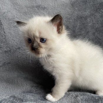 chaton Ragdoll seal point mitted marron Les Ragdolls de la Croisette chaton Ragdoll seal point mitted marron Les Ragdolls de la Croisette