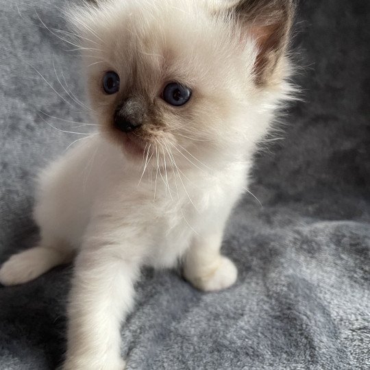 chaton Ragdoll seal point mitted marron Les Ragdolls de la Croisette