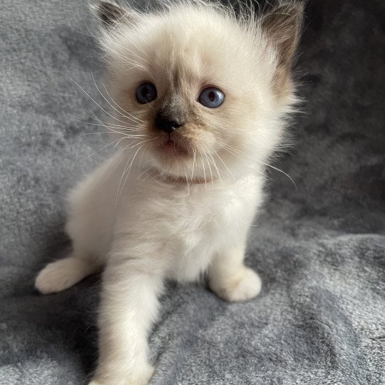 chaton Ragdoll seal point mitted marron Les Ragdolls de la Croisette