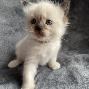 chaton Ragdoll seal point mitted marron Les Ragdolls de la Croisette chaton Ragdoll seal point mitted marron Les Ragdolls de la Croisette