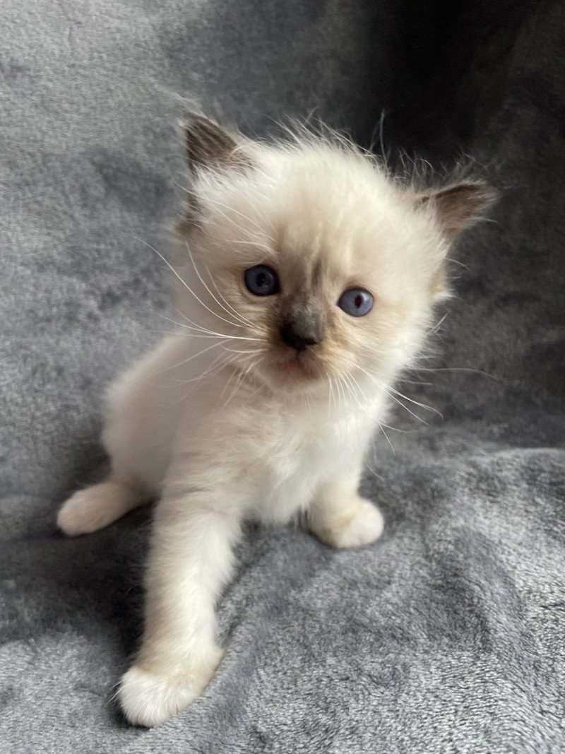Alma De La Croisette Femelle Ragdoll
