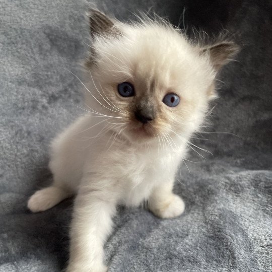 chaton Ragdoll seal point mitted marron Les Ragdolls de la Croisette